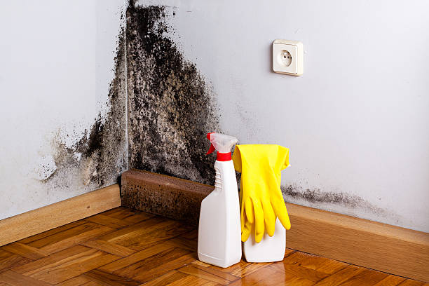 Best Commercial Mold Remediation in Custer, SD